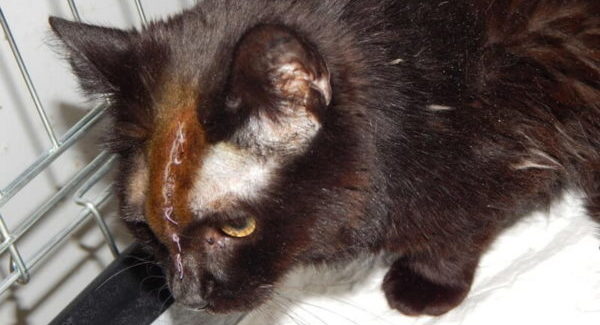 кошка Бруня