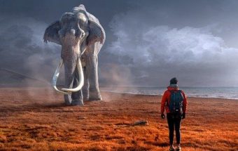 слон встреча