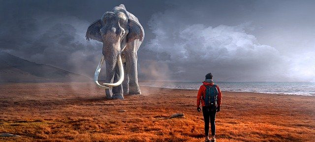 слон встреча