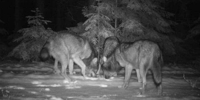 Волк на кадре фотоловушки