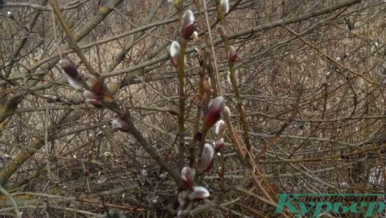 Почки вербы распустились в Витебске