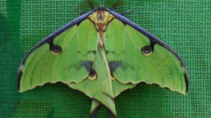 бабочка мадагаскарская комета