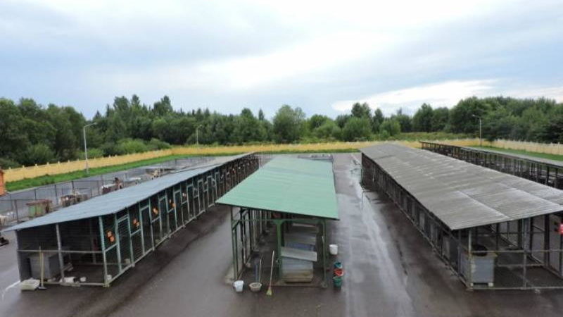 Вольеры в витебском приюте для бездомных животных