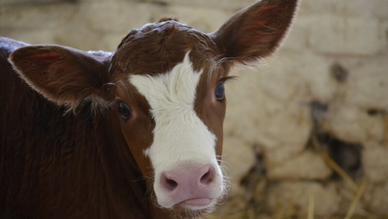 Новая ферма в Поставском районе