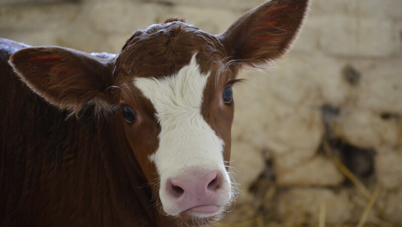 Новая ферма в Поставском районе