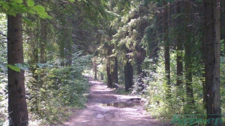 Лес в Лятохах