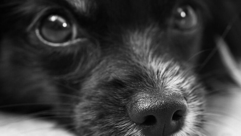 Собака просит помощь