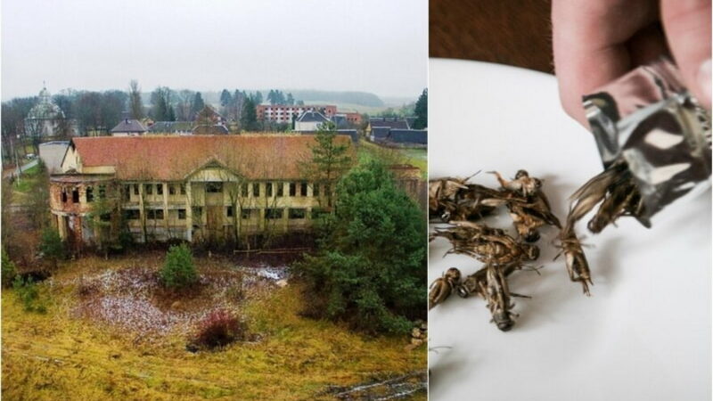 ферма сверчков