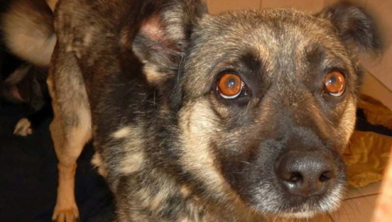 Приютскую собаку Дакса называют псом с человеческим взглядом