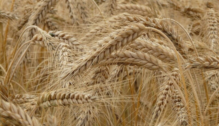 В Витебской области зерно выращивать невыгодно