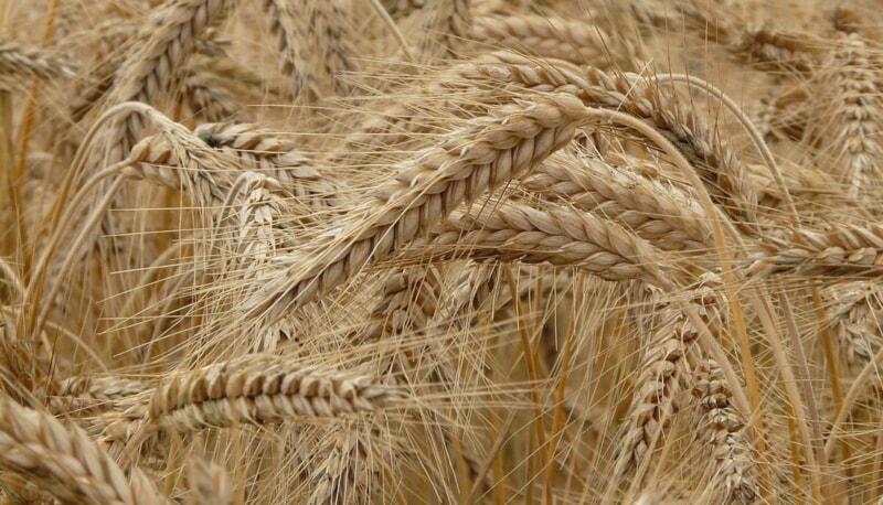 В Витебской области зерно выращивать невыгодно