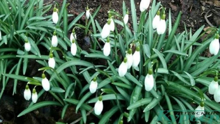 Весна уже наступила