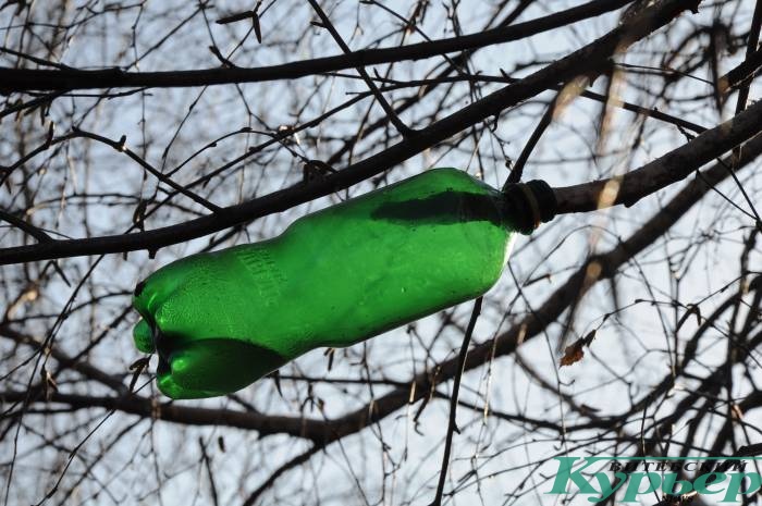 сбор березового сока