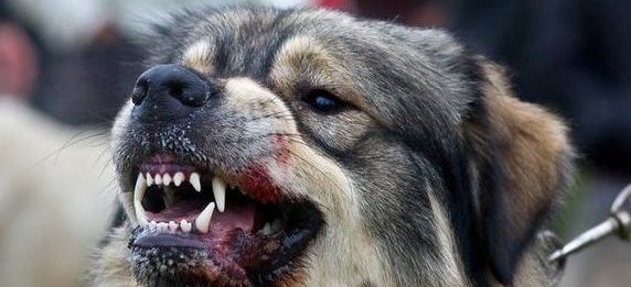 бешенство в чашниках