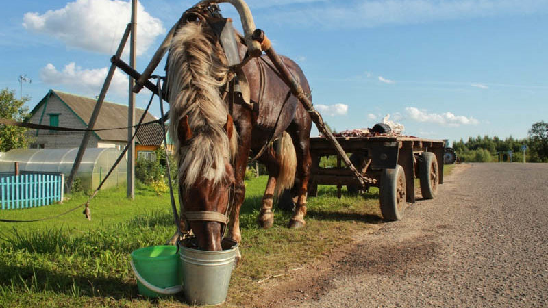 конь кормится из ведра в деревне