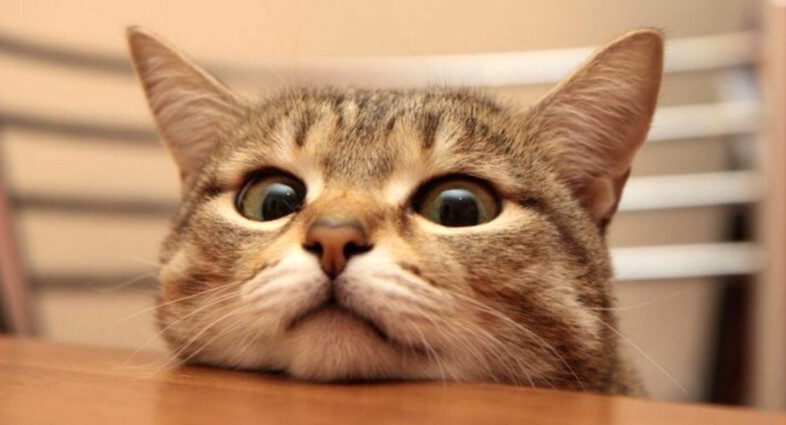 В Беларуси хотят ввести наказание за попрошайничество