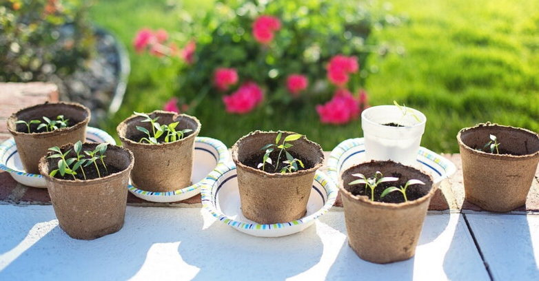 Чтобы продавать расаду не надо быть ИП