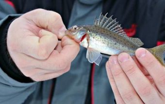 Пескарь в руках рыбака