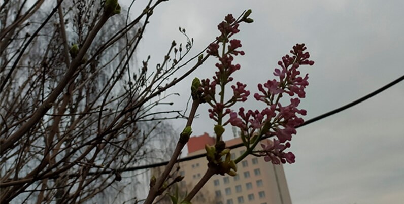 Сирень в Минске в марте