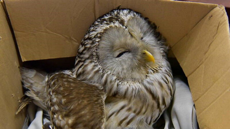 В Витебске спасли сову