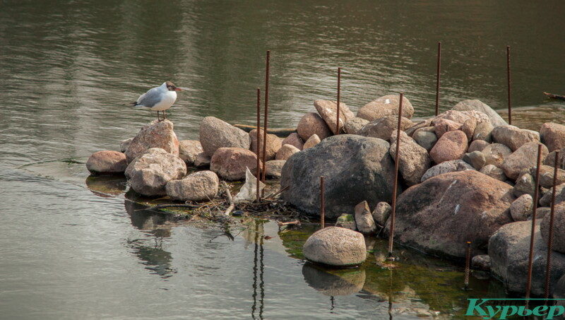 Чайки на витьбе