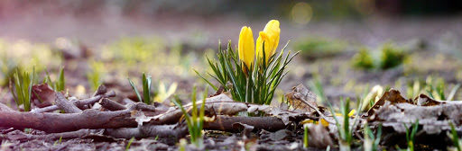 цветы весна