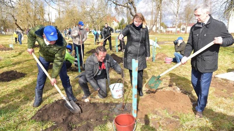 Посадка деревьев