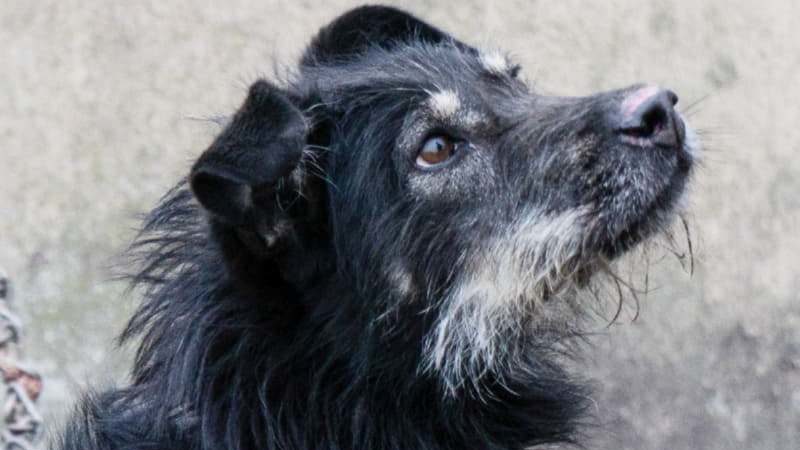 Вишня - взрослая собака, ей 4-5 лет, среднего размера