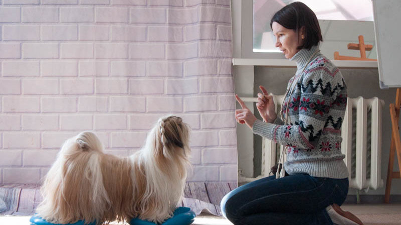 фитнес для собак