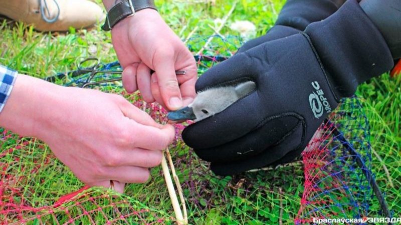 в Браславе лебеденок запутался в сетях