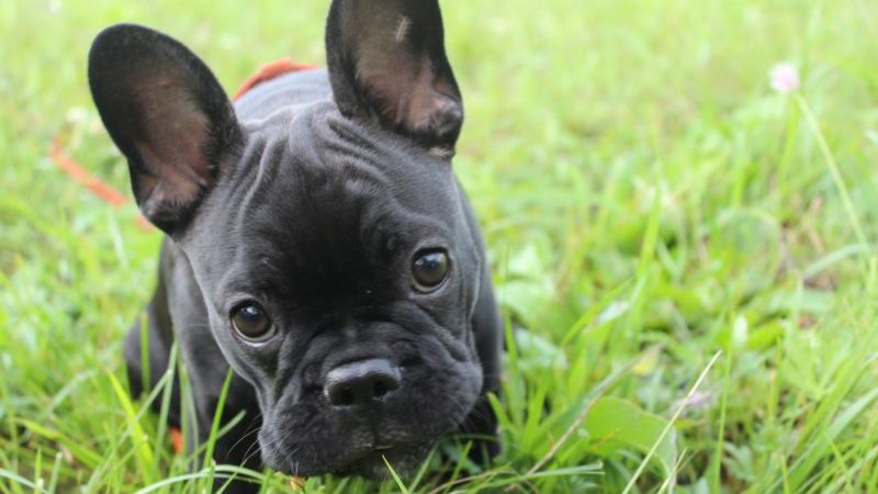 Французский бульдог