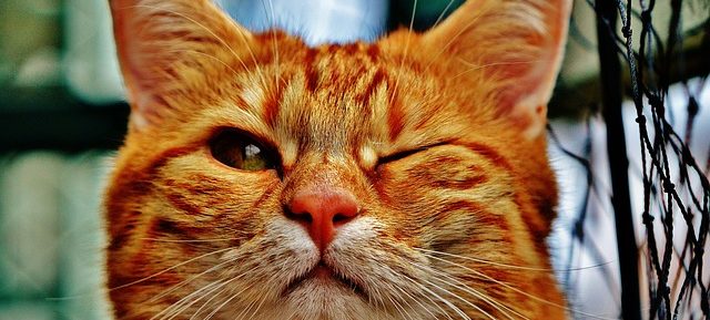 хитрый кот подмигивает