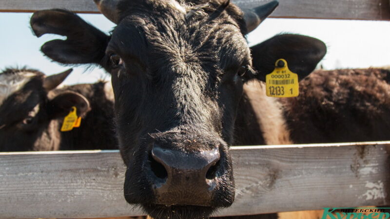 коровы Дубровно