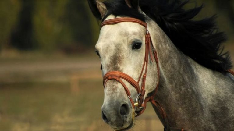 конь в сбруе