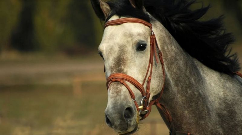 конь в сбруе