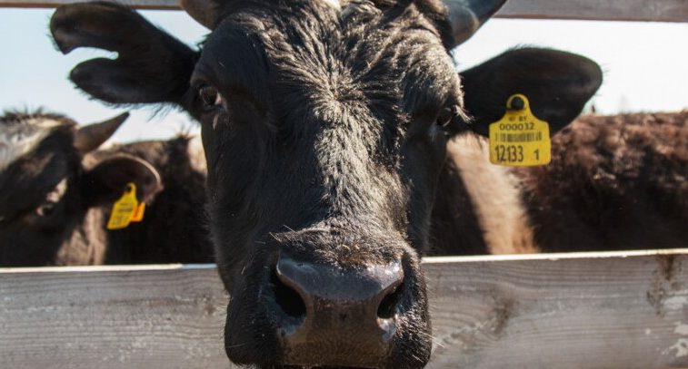 Коровы на ферме