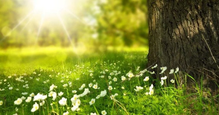 Лето летний день