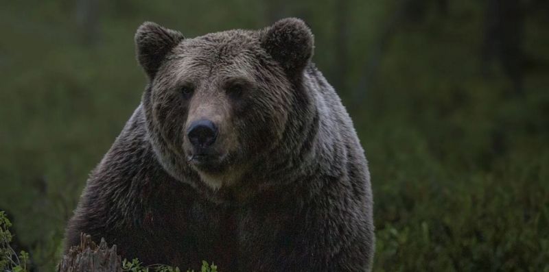 медведь летом