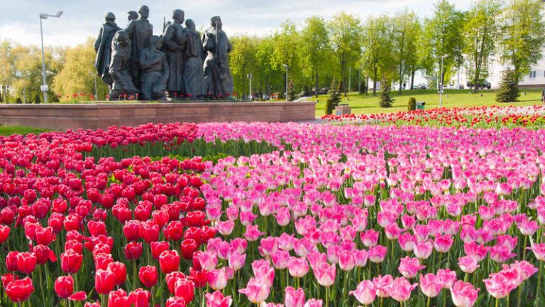 тюльпаны на площади Победы