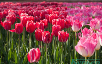 розовые и красные тюльпаны