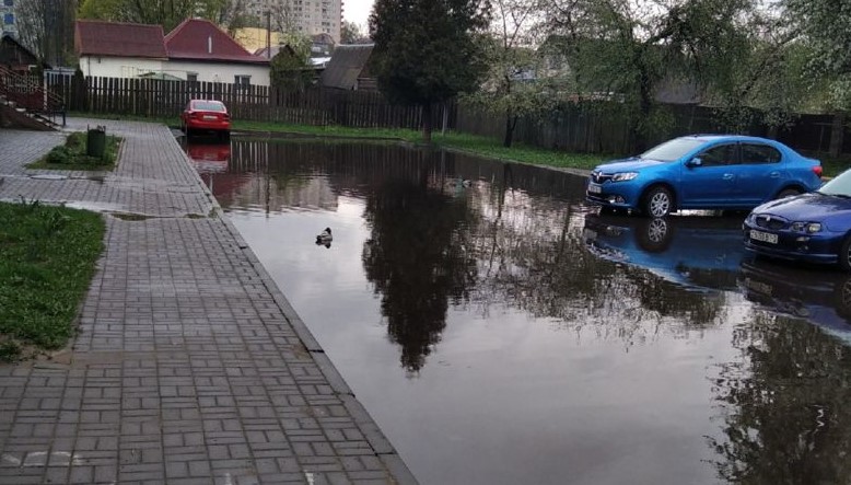 утки в Орше