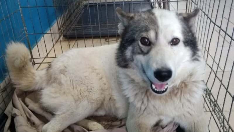 Собака в приюте