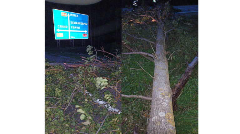 поваленные деревья витебская обл.