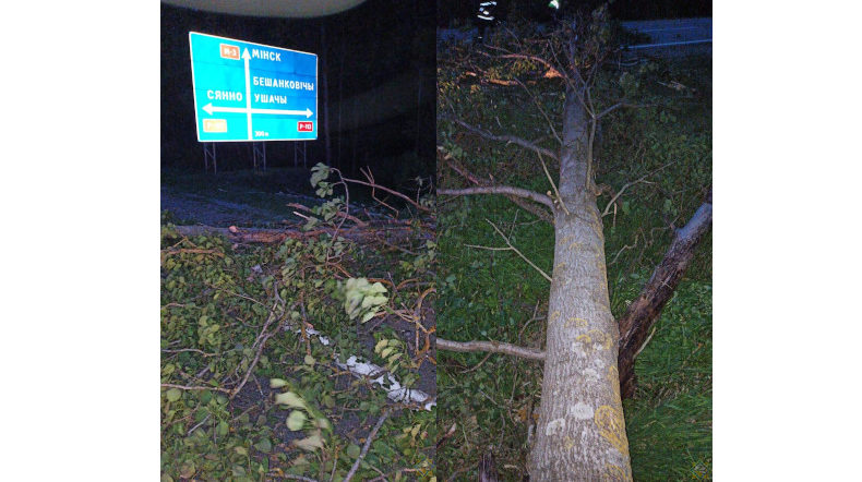 поваленные деревья витебская обл.