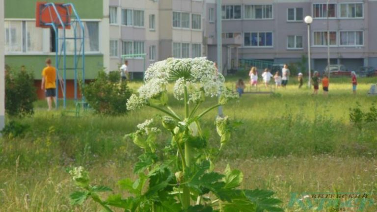 Зонтик борщевика