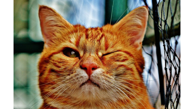 хитрый кот подмигивает