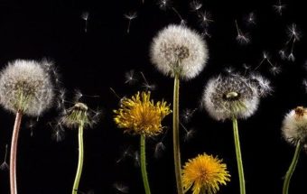 одуванчики на поле