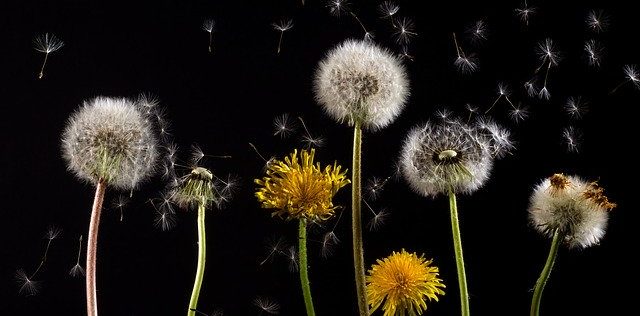 одуванчики на поле