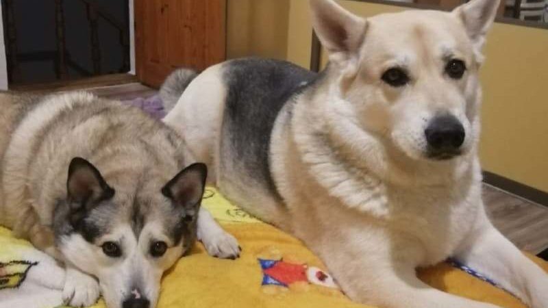 Две собаки в одной семье