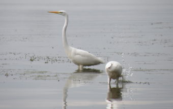 белая цапля